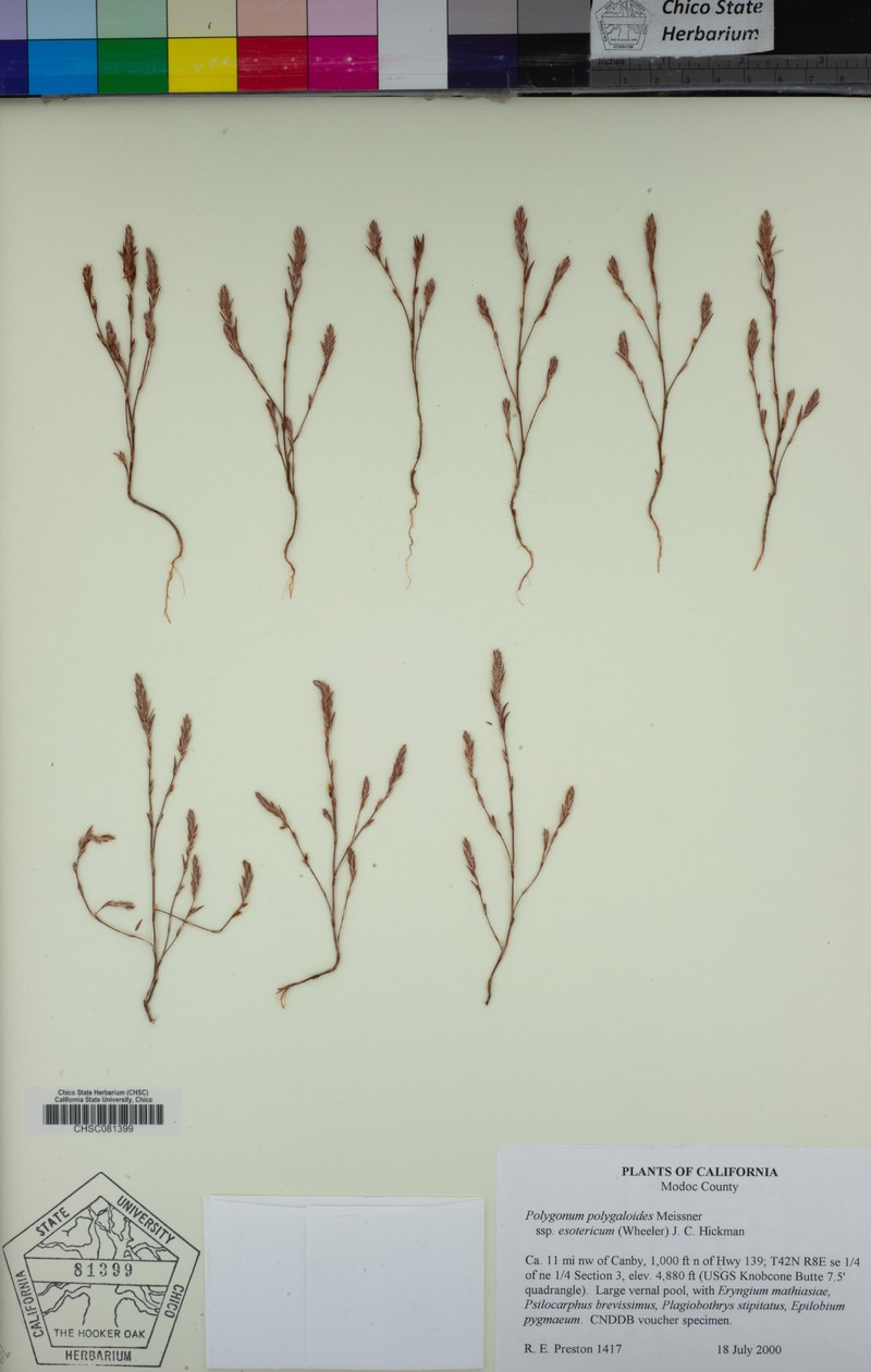 Polygonum polygaloides subsp. esotericum photo 7