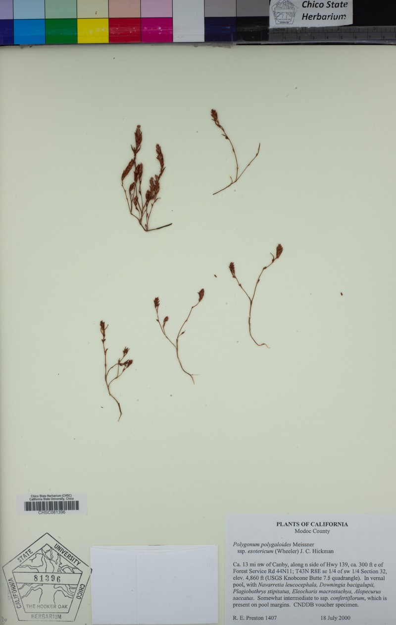 Polygonum polygaloides subsp. esotericum photo 8