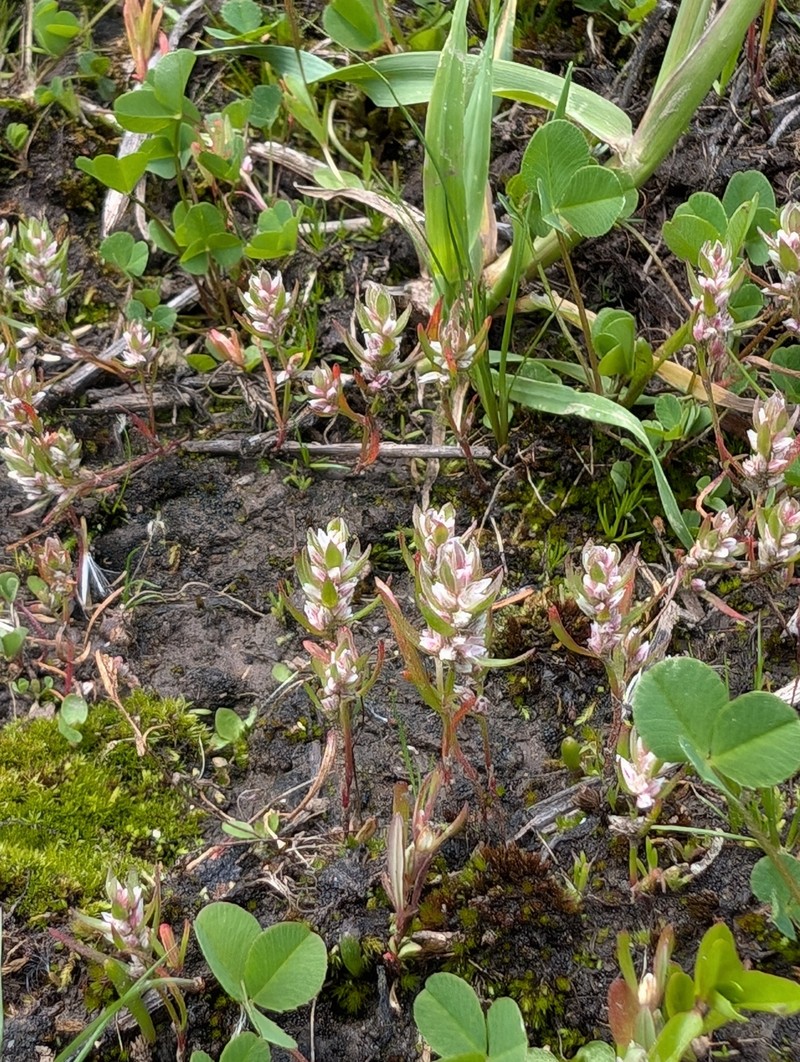 Polygonum polygaloides subsp. kelloggii photo 2