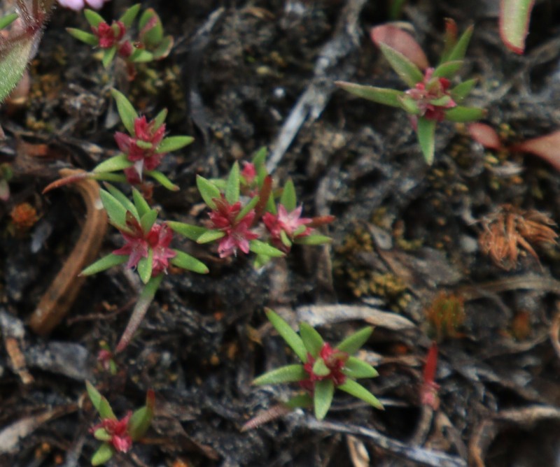 Polygonum polygaloides subsp. kelloggii photo 5