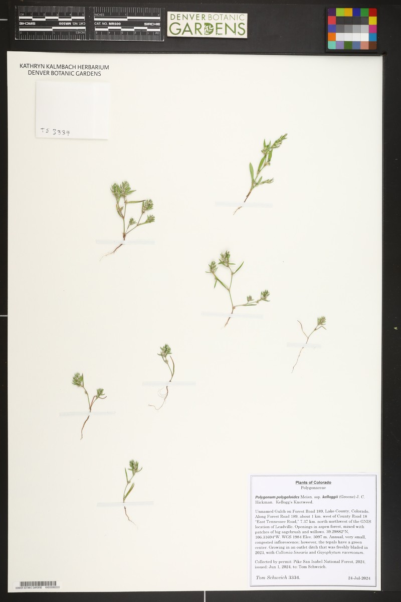 Polygonum polygaloides subsp. kelloggii photo 6