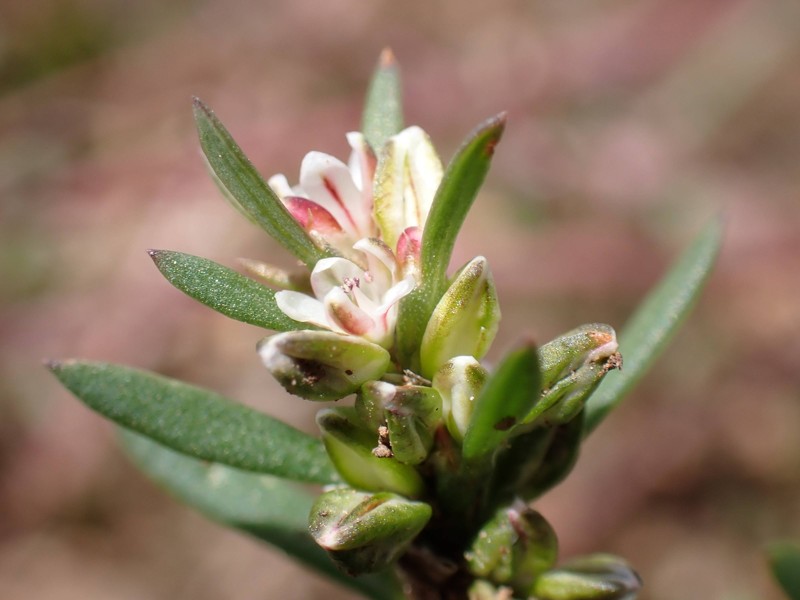 Polygonum polygaloides subsp. kelloggii photo 8