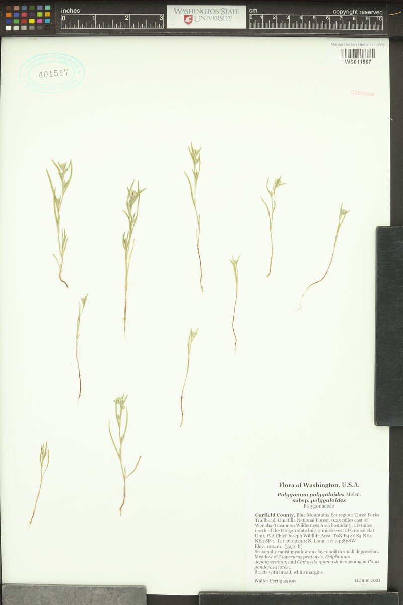 Polygonum polygaloides subsp. polygaloides