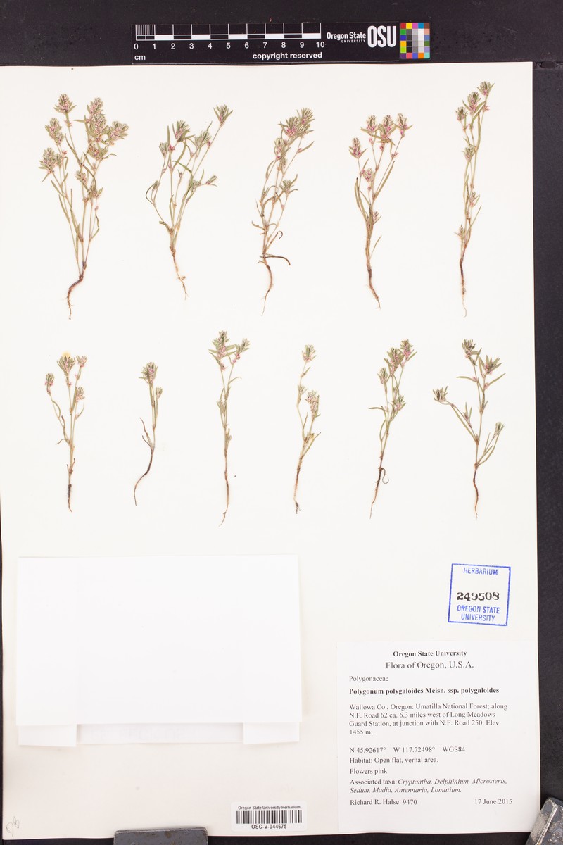 Polygonum polygaloides subsp. polygaloides photo 2