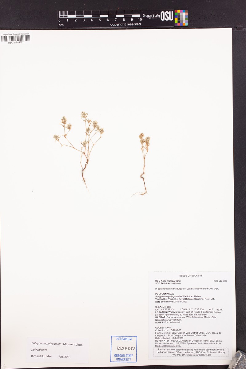 Polygonum polygaloides subsp. polygaloides photo 3