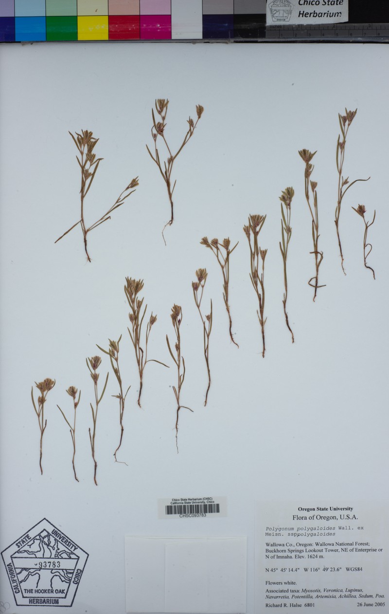 Polygonum polygaloides subsp. polygaloides photo 4