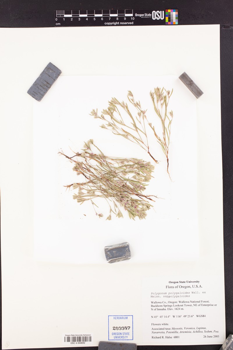 Polygonum polygaloides subsp. polygaloides photo 5