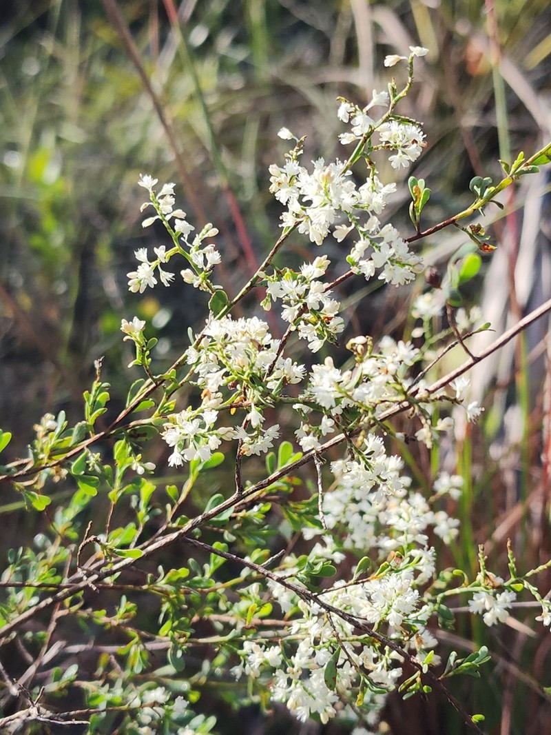 October Flower
