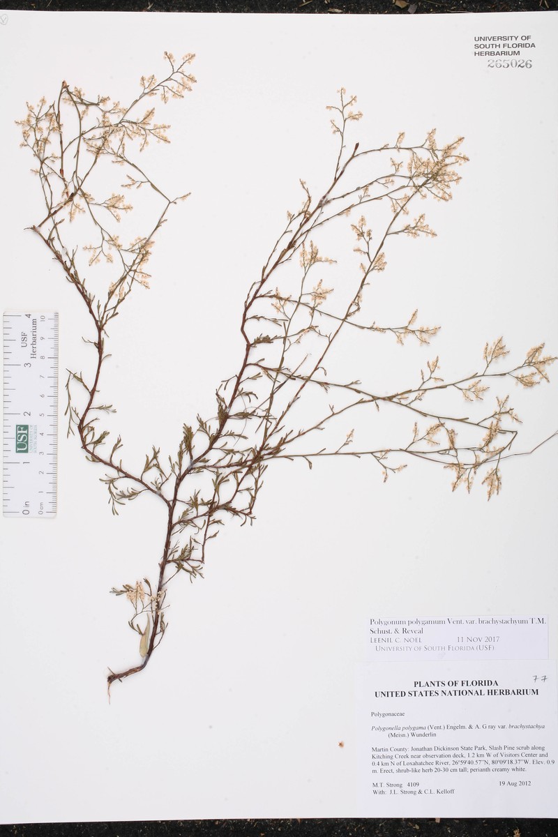 Polygonum polygamum var. brachystachyum