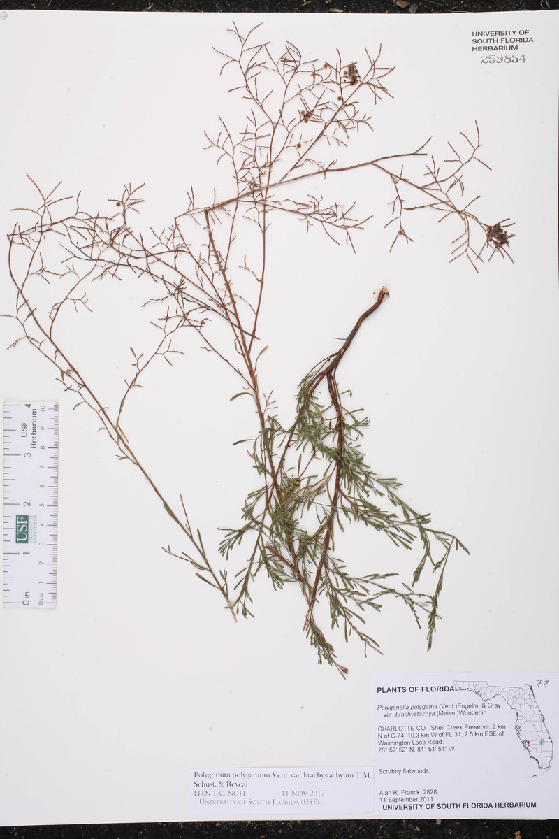 Polygonum polygamum var. brachystachyum photo 2