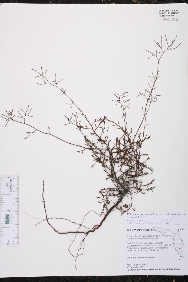 Polygonum polygamum var. brachystachyum photo 3