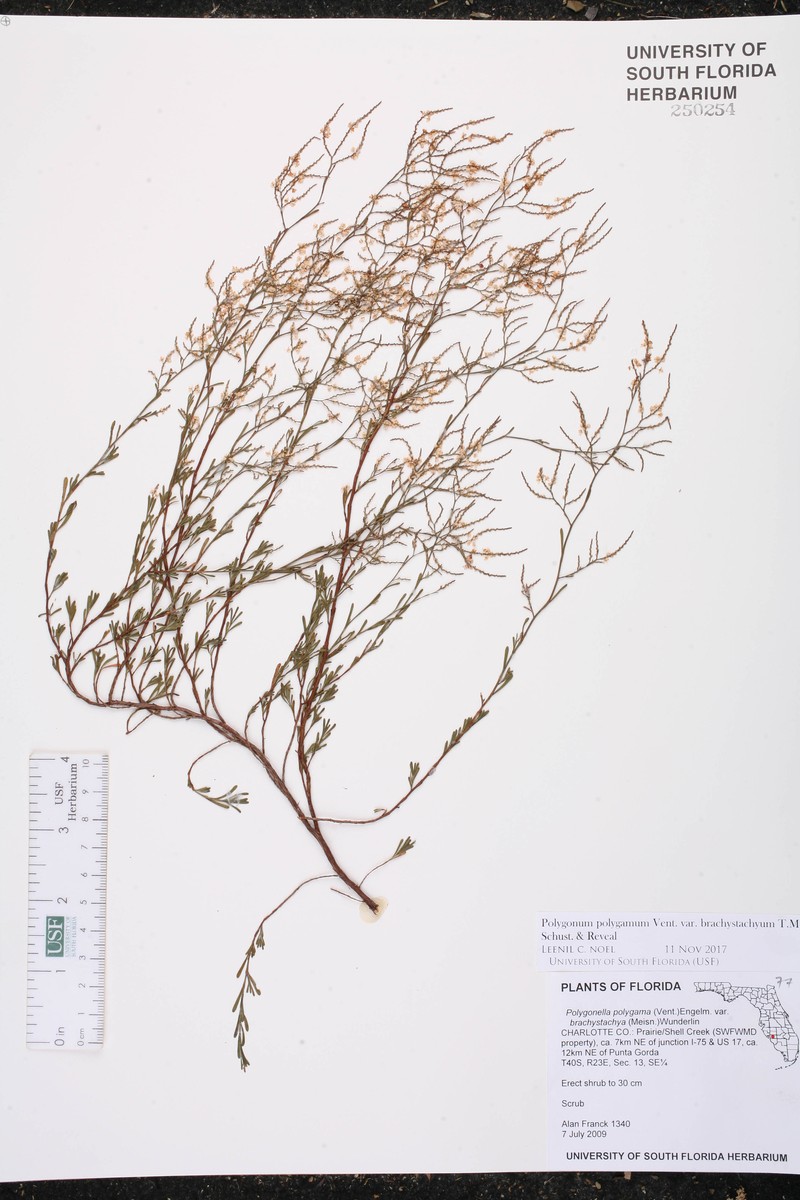 Polygonum polygamum var. brachystachyum photo 4