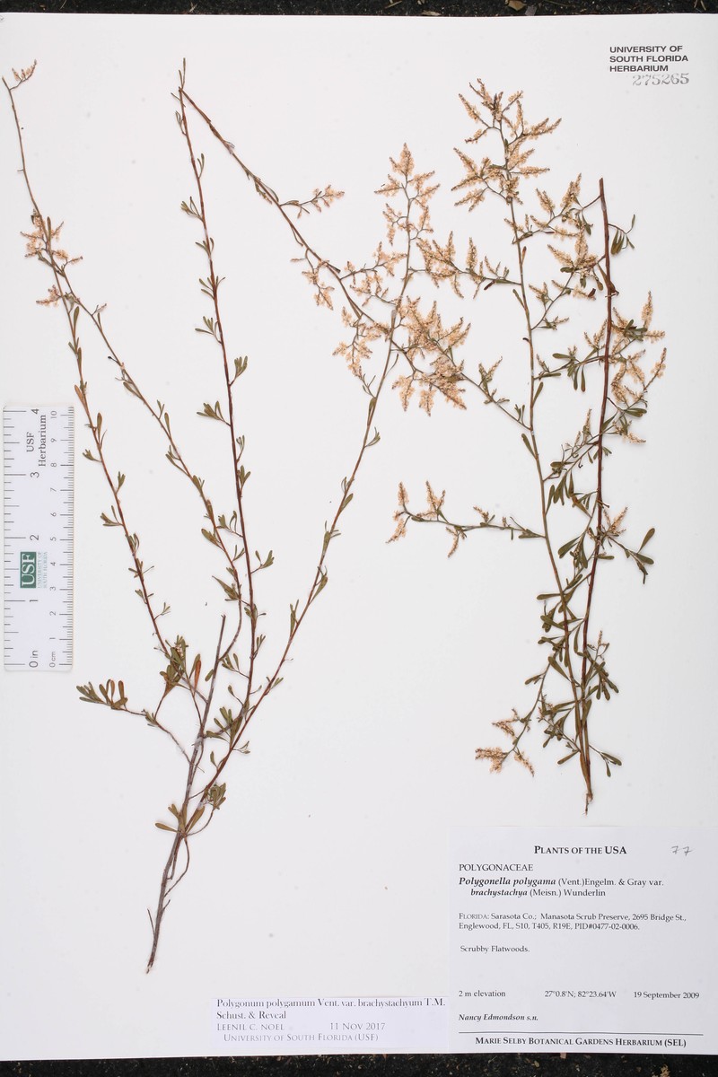 Polygonum polygamum var. brachystachyum photo 5
