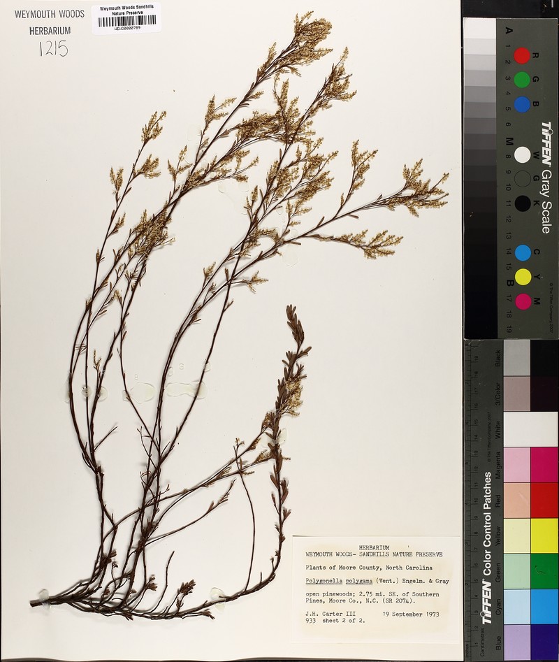 Polygonum polygamum var. croomii