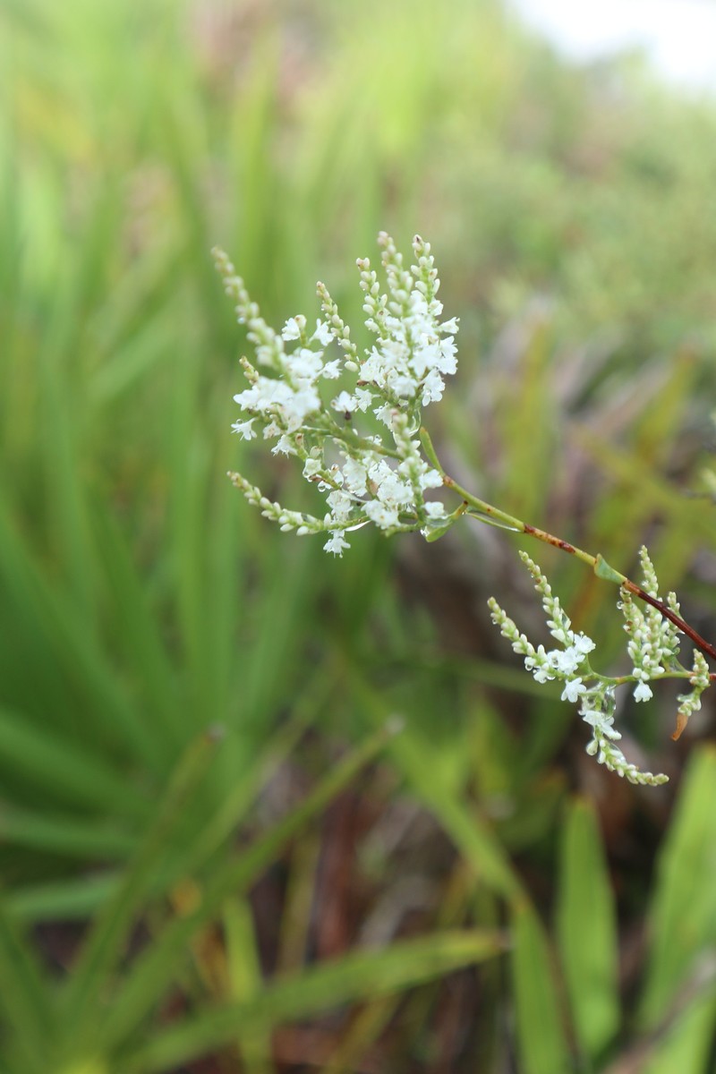 Polygonum polygamum var. polygamum