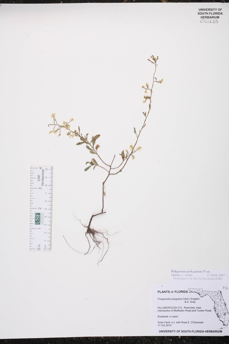 Polygonum polygamum var. polygamum photo 2