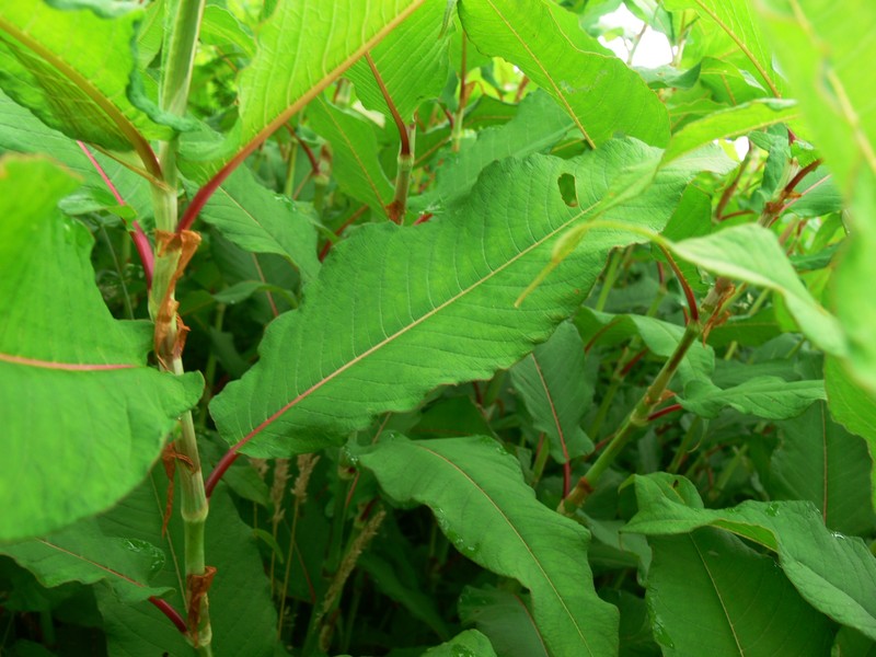Cultivated Knotweed