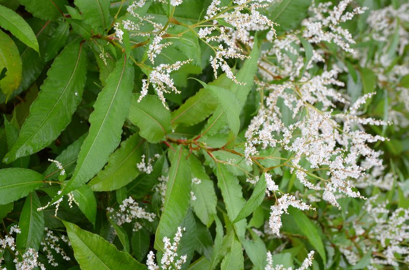 Cultivated Knotweed photo 3