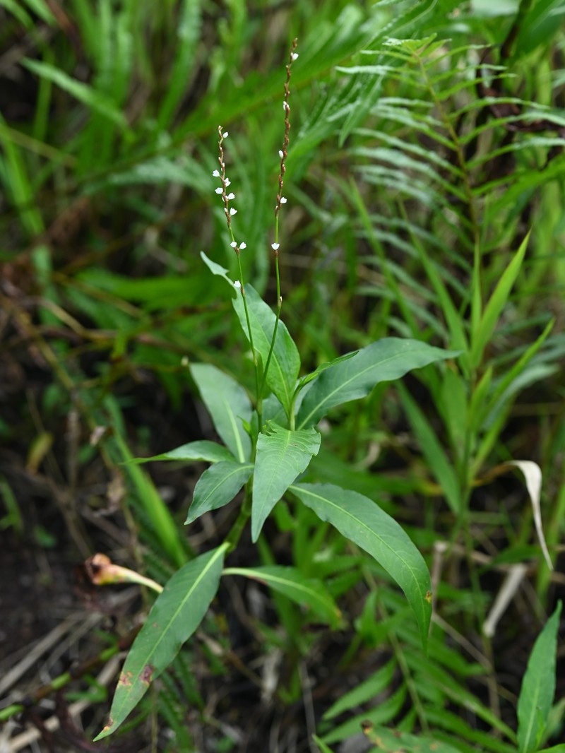 Dotted Smartweed photo 2