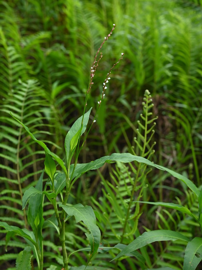 Dotted Smartweed photo 3