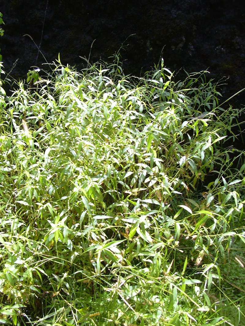 Dotted Smartweed photo 4