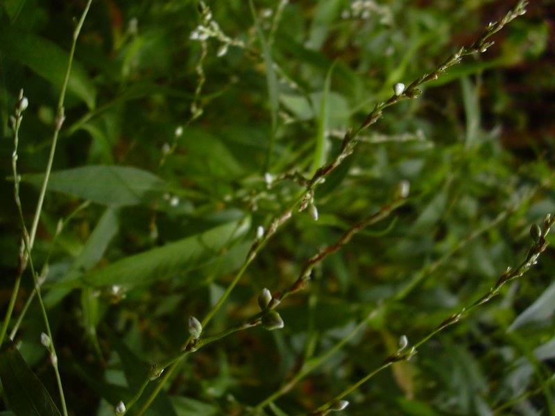 Dotted Smartweed photo 5
