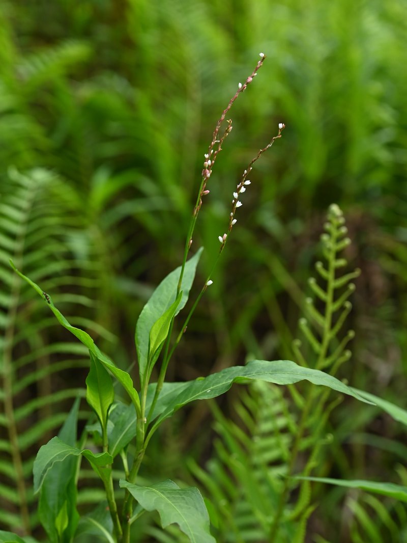 Dotted Smartweed photo 7