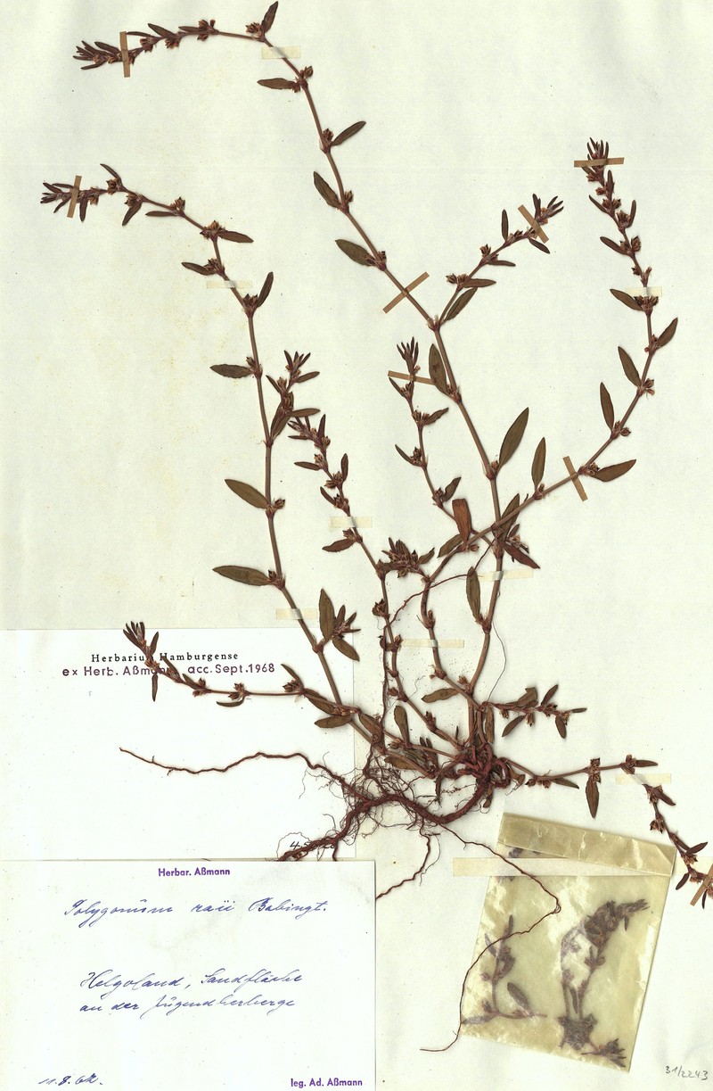 Ray's Knotweed photo 5