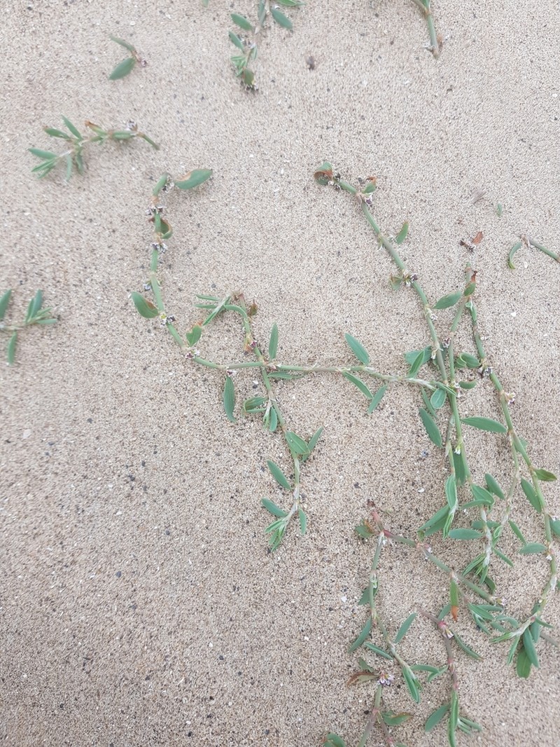 Ray's Knotweed