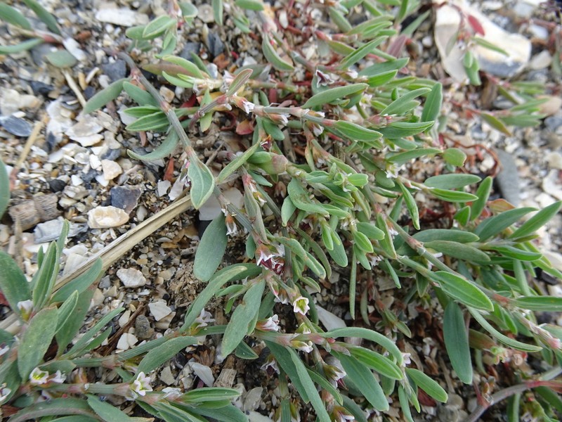 Ray's Knotweed photo 2