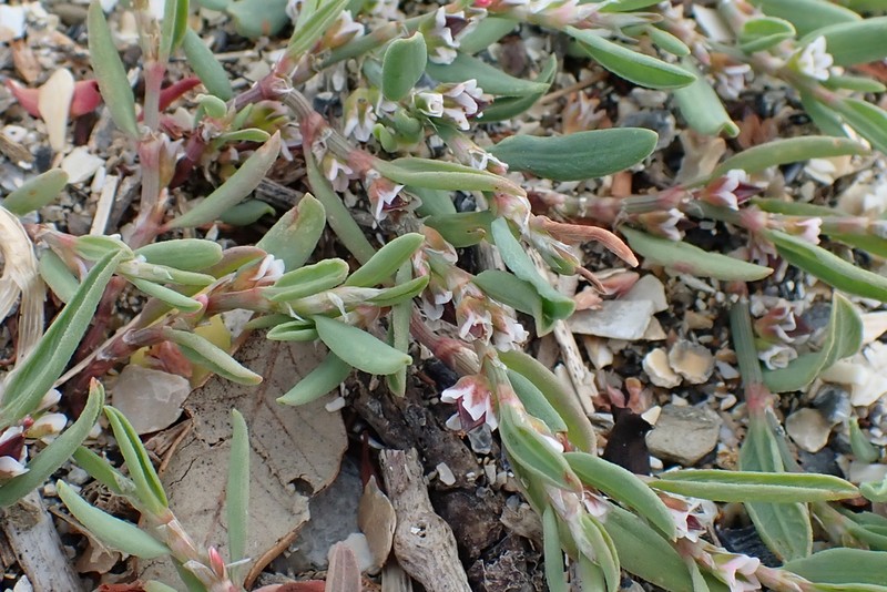 Ray's Knotweed photo 3