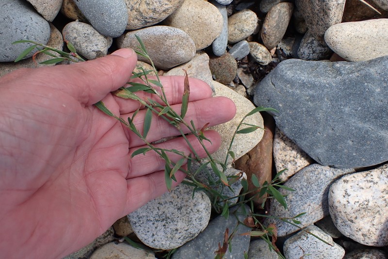 Ray's Knotweed photo 4