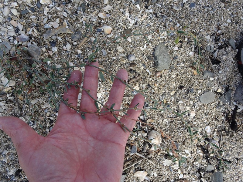 Ray's Knotweed photo 5