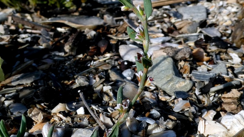 Ray's Knotweed photo 7