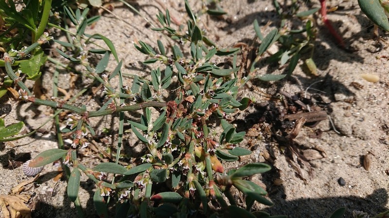 Ray's Knotweed photo 8