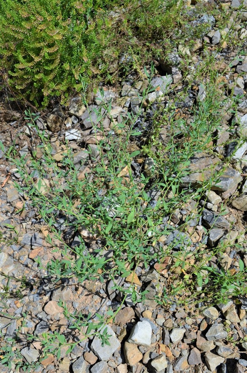 Bushy Knotweed photo 4