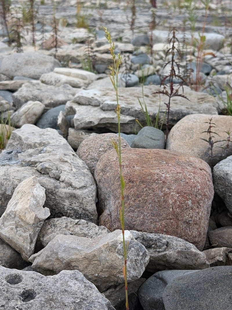 Bushy Knotweed photo 5
