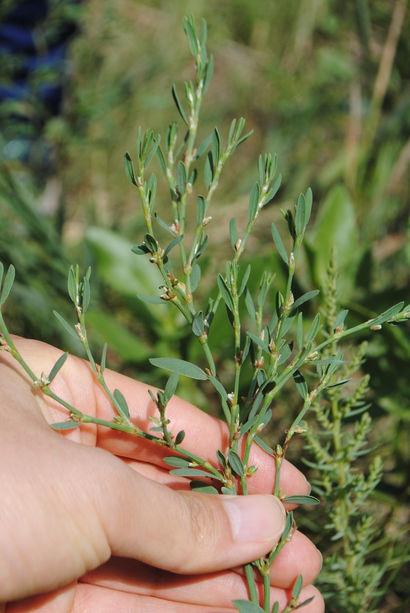 Polygonum ramosissimum subsp. prolificum photo 2