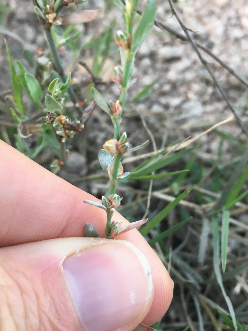 Polygonum ramosissimum subsp. prolificum photo 3