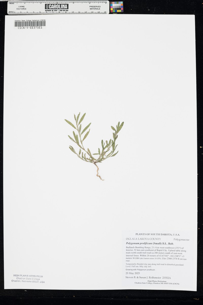 Polygonum ramosissimum subsp. prolificum photo 4