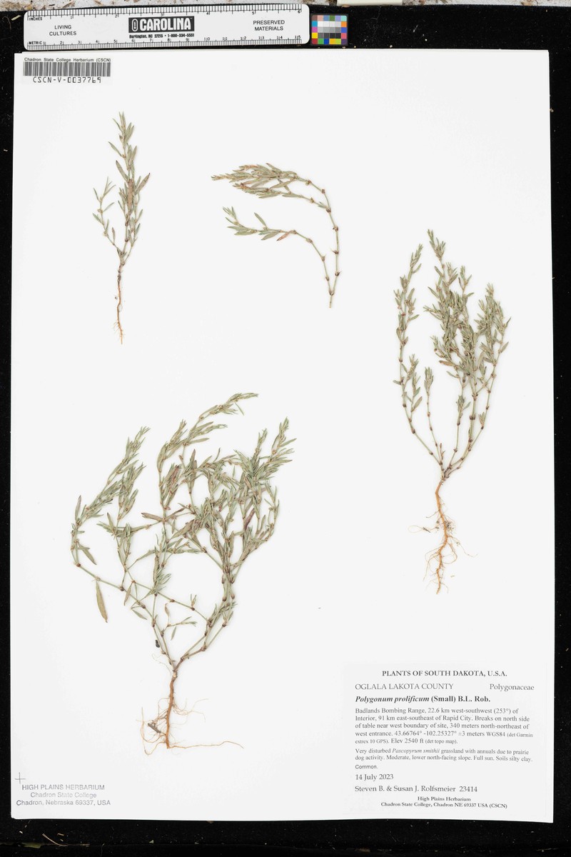 Polygonum ramosissimum subsp. prolificum photo 5