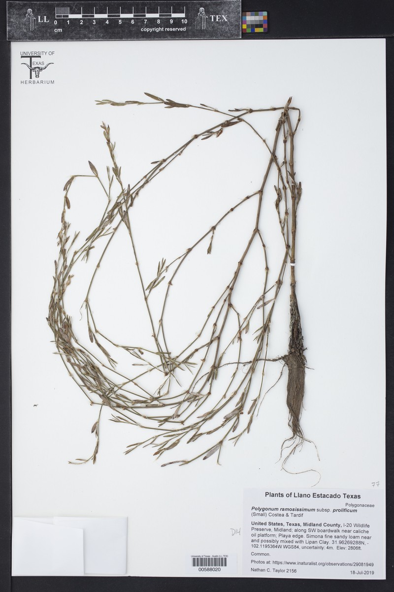Polygonum ramosissimum subsp. prolificum photo 6