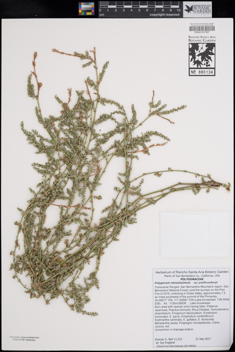 Polygonum ramosissimum subsp. prolificum photo 7
