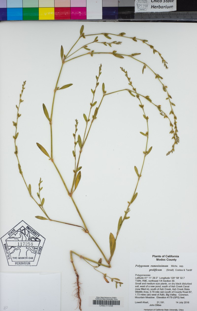 Polygonum ramosissimum subsp. prolificum photo 8