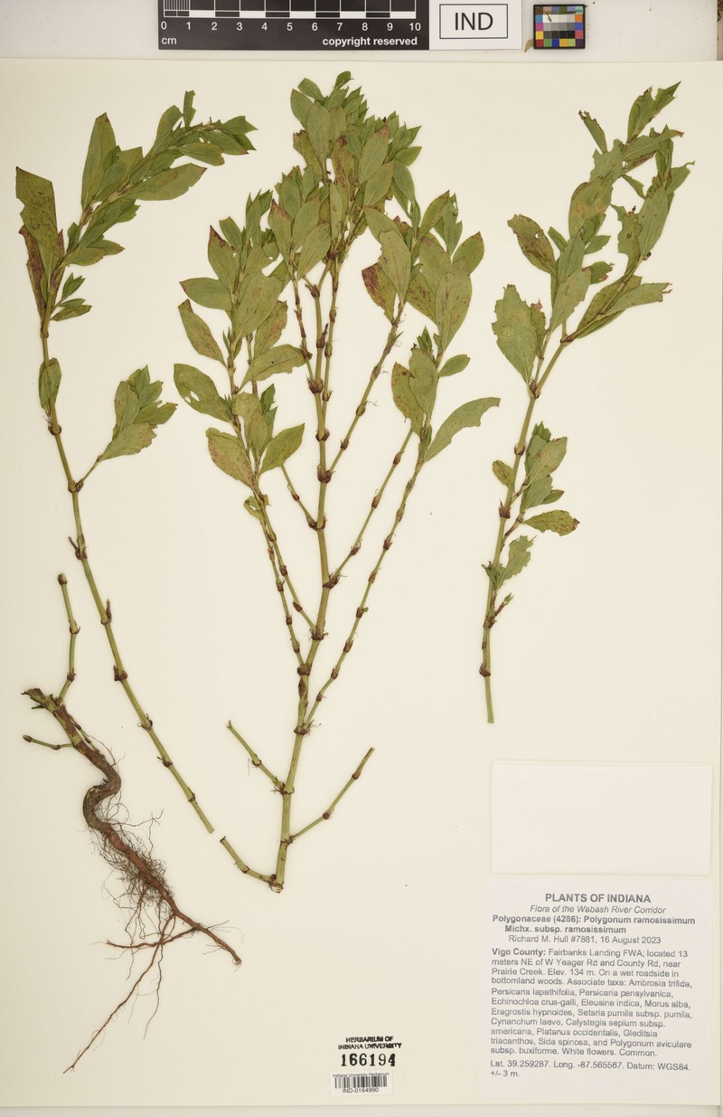 Narrowpoint Knotweed photo 5