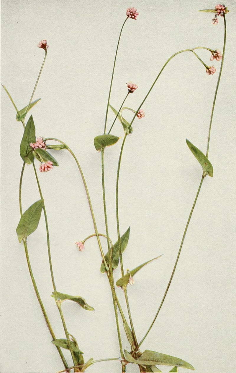 Arrowleaf Tearthumb photo 2