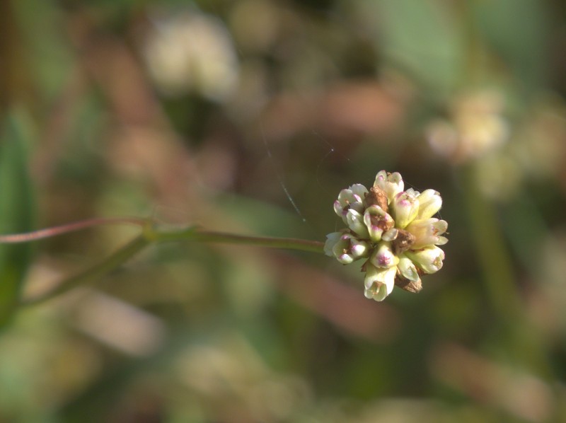 Arrowleaf Tearthumb photo 3