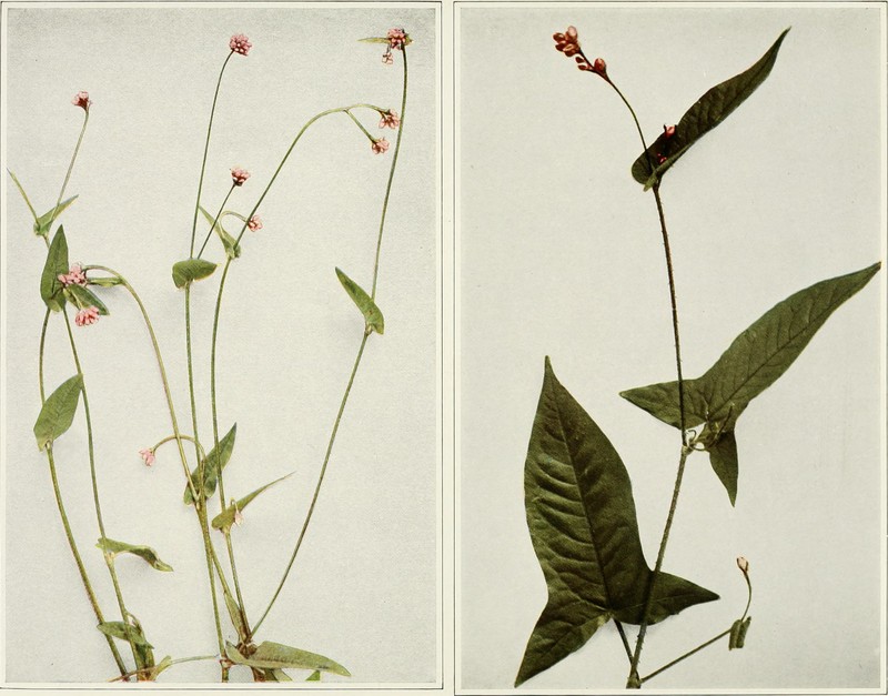 Arrowleaf Tearthumb photo 4