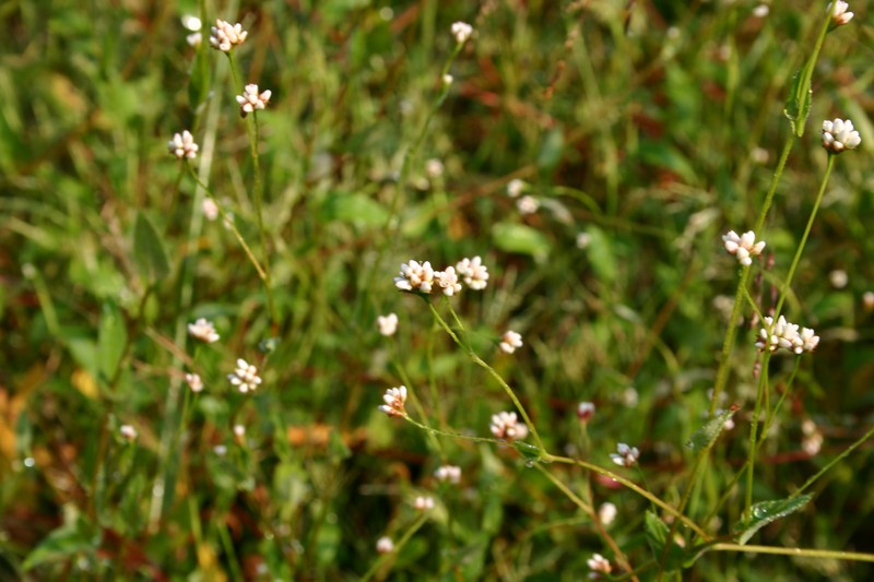 Arrowleaf Tearthumb