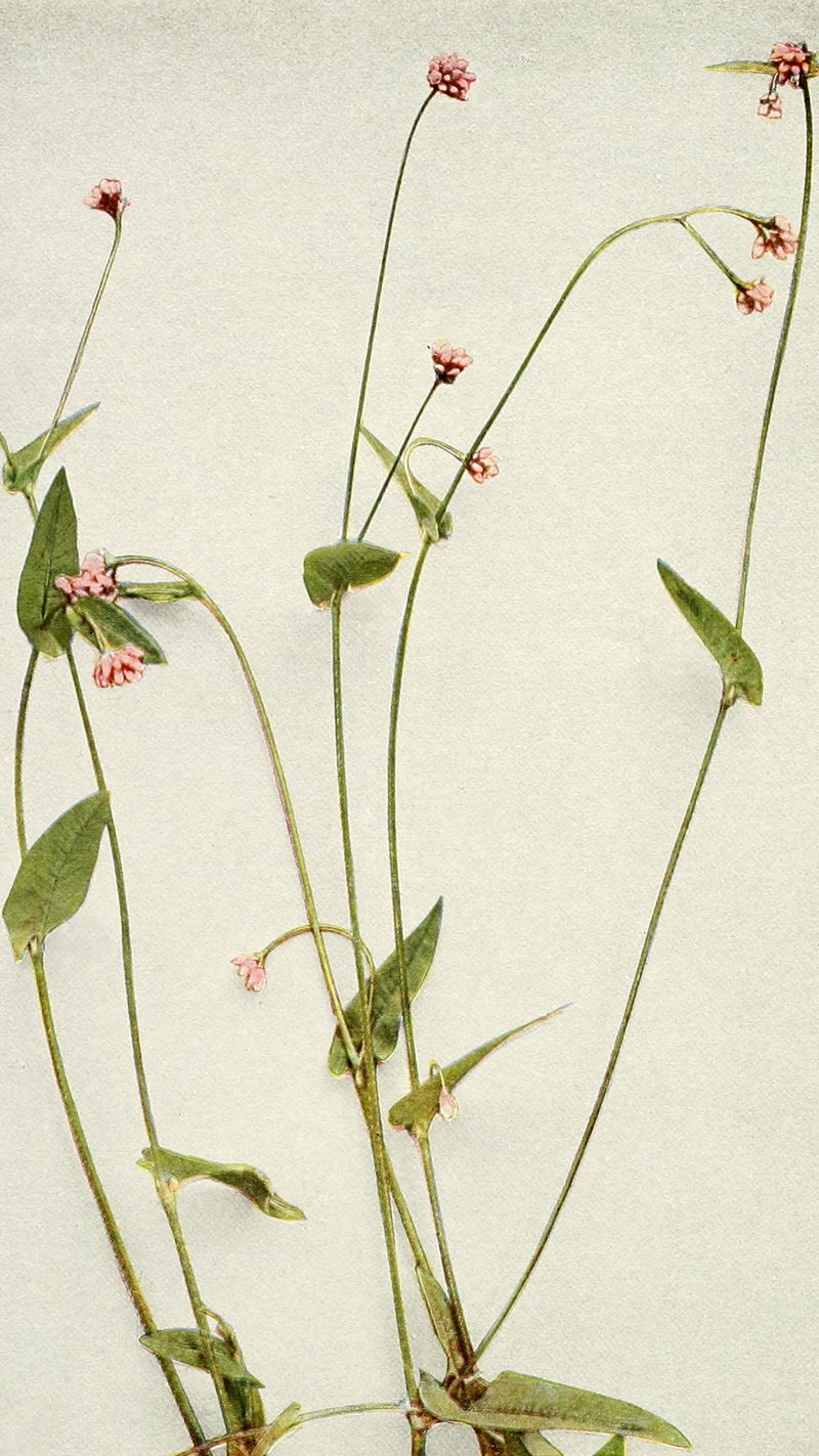 Arrowleaf Tearthumb photo 5